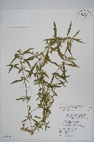 蓮子草藏品圖，第1張