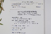 蓮子草藏品圖，第2張