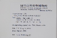 假千日紅藏品圖，第2張