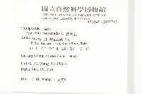 霍香薊藏品圖，第2張