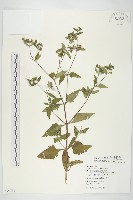 豨薟藏品圖，第1張