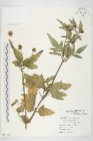 白花鬼針藏品圖，第1張