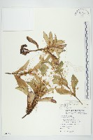 平原菟絲子藏品圖，第1張