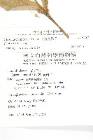 平原菟絲子藏品圖，第2張