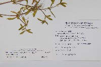 蓮子草藏品圖，第2張