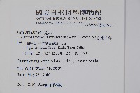 空心蓮子草藏品圖，第2張