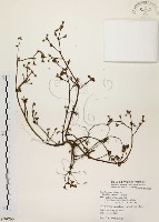 馬齒莧藏品圖，第1張