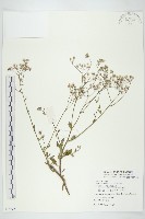 一枝香藏品圖，第1張