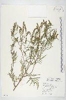 豬草藏品圖，第1張