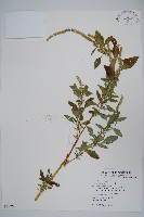 刺莧藏品圖，第1張