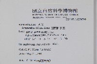 凹葉野莧菜藏品圖，第2張