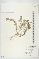 鼠麴舅藏品圖，第1張