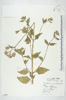 貓腥草藏品圖，第1張