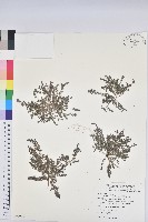 伏生大戟藏品圖，第1張