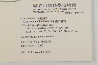 山木麻黃藏品圖，第2張