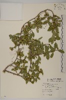 光果南蛇藤藏品圖，第1張