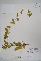 武靴藤藏品圖，第1張