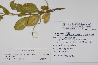 武靴藤藏品圖，第2張