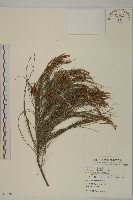 木麻黃藏品圖，第1張