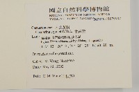 木麻黃藏品圖，第2張