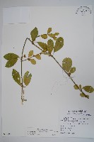 武靴藤藏品圖，第1張