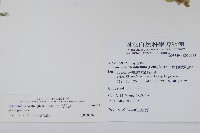 武靴藤藏品圖，第2張
