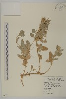 馬氏濱藜藏品圖，第1張