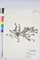 伏生大戟藏品圖，第1張