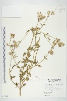 貓腥草藏品圖，第1張