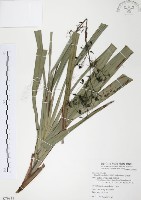 桔梗蘭藏品圖，第1張