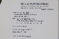 羊角扭藏品圖，第2張