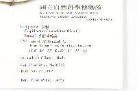 臺灣假黃鵪菜藏品圖，第2張