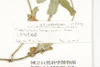 臺灣假黃鵪菜藏品圖，第3張