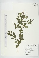 腺葉帚菊藏品圖，第1張