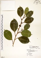 白榕、垂榕藏品圖，第1張