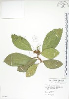 大冇榕、稜果榕藏品圖，第1張