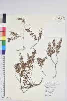 高山白珠樹藏品圖，第1張