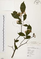 臺灣石楠藏品圖，第1張