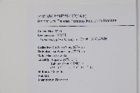 長花厚殼樹藏品圖，第2張