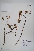 長花厚殼樹藏品圖，第1張