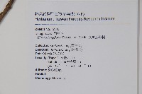 長花厚殼樹藏品圖，第2張