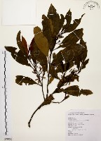 茜草樹藏品圖，第1張