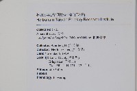 柳葉牛膝藏品圖，第5張