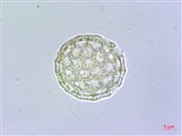 柳葉牛膝藏品圖，第3張