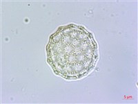 柳葉牛膝藏品圖，第4張