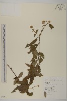 大頭艾納香藏品圖，第1張