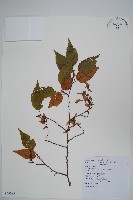 阿里山千金榆藏品圖，第1張