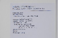 阿里山千金榆藏品圖，第2張