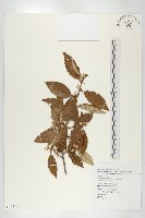 鄧氏胡頹子藏品圖，第1張