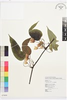 亨利氏鐵線蓮藏品圖，第1張